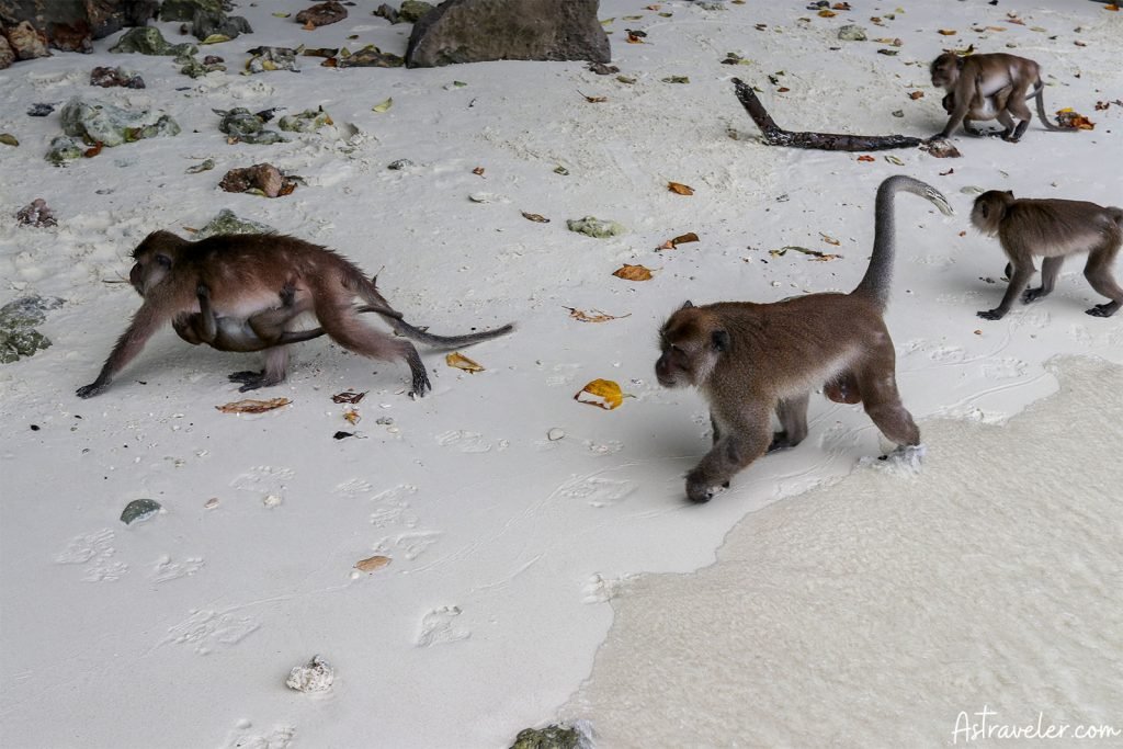 Monkey Island Monkeys